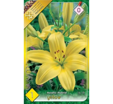 Lilium asiatic - yellow/1 ks