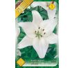 Lilium asiatic - white/1 ks