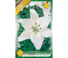Lilium asiatic - white/1 ks