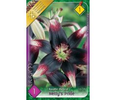 Lilium - Netty´s Pride/1 ks