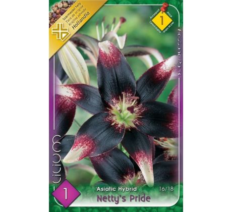 Lilium - Netty´s Pride/1 ks