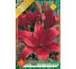 Lilium asiatic -  red/1 ks