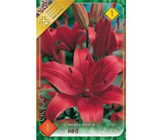 Lilium asiatic -  red/1 ks