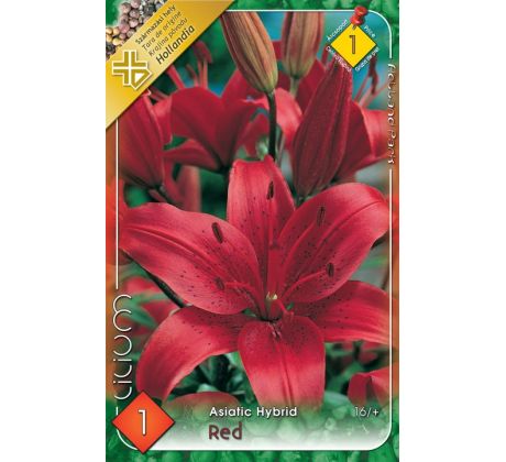 Lilium asiatic -  red/1 ks