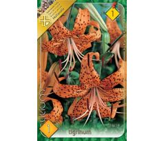 Lilium - tigrinum/1 ks
