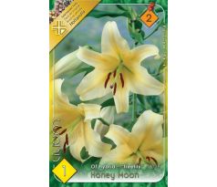 Lilium - Honey Moon obria ľalia/1 ks