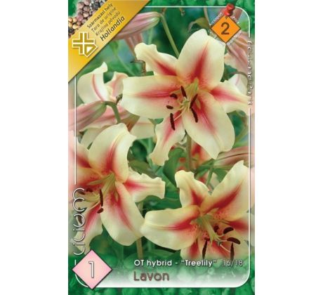 Lilium - Lavon obria ľalia/1 ks