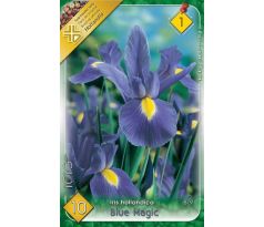 Iris -Blue Magic