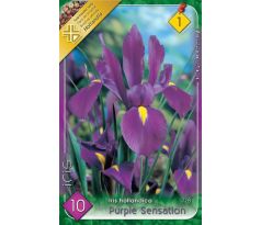 Iris - Purple Sensation