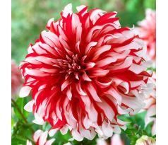 Dahlia - Santa Claus