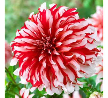 Dahlia - Santa Claus
