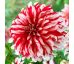 Dahlia - Santa Claus