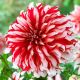 Dahlia - Santa Claus