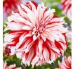Dahlia - Santa Claus