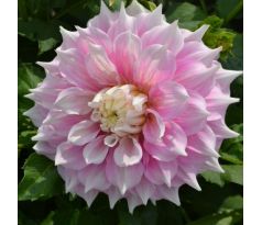 Dahlia - Gitts Perfection