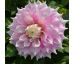 Dahlia - Gitts Perfection
