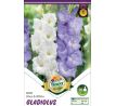 Gladiolus - Duo Blue & White