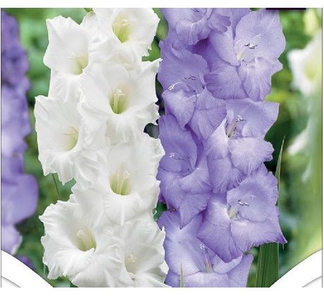 Gladiolus - Duo Blue & White