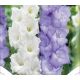 Gladiolus - Duo Blue & White