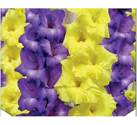 Gladiolus - Duo Blue & Yellow