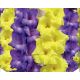 Gladiolus - Duo Blue & Yellow