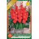 Gladiolus for pot Red