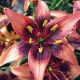 Lilium - Whistler/1ks
