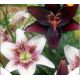 Lilium Duo Black & Spotted White