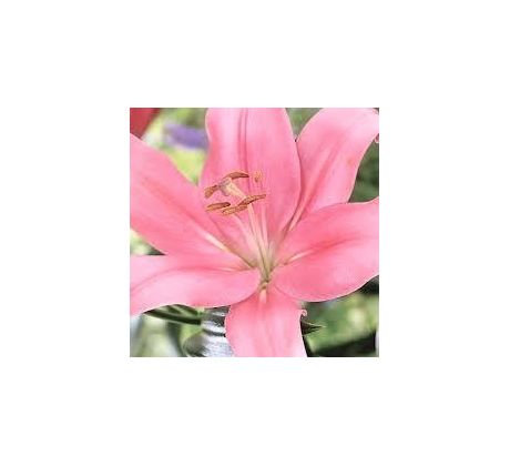 Lilium -  pink / 1ks v balení