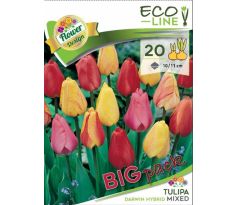 Tulipa Darwin hybrid mixed - 20 ks