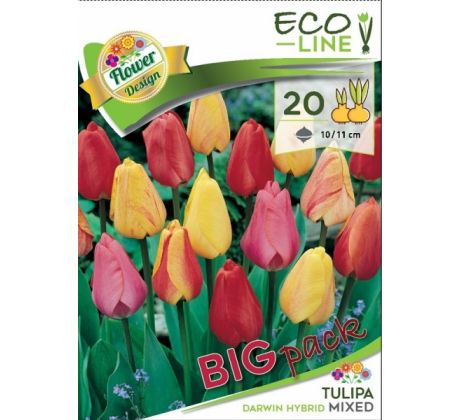Tulipa Darwin hybrid mixed - 20 ks