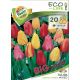 Tulipa Darwin hybrid mixed - 20 ks