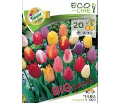 Tulipa triumph mixed -20 ks