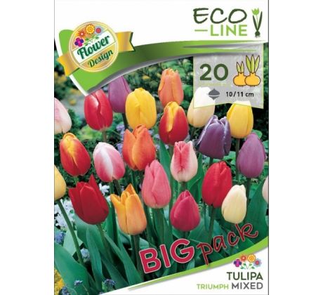 Tulipa triumph mixed -20 ks