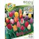 Tulipa triumph mixed -20 ks