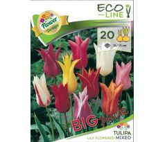 Tulipa lilyflowered mixed - 20 ks