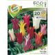 Tulipa lilyflowered mixed - 20 ks