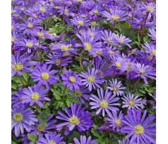 Anemone blanda - Blue Shades