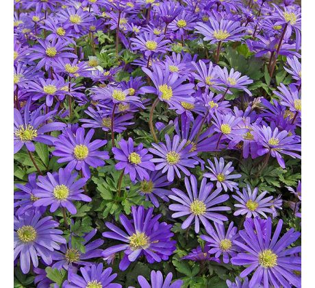 Anemone blanda - Blue Shades