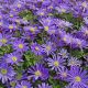 Anemone blanda - Blue Shades
