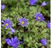 Anemone blanda - Blue Shades