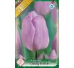 Tulipa - Candy Prince / 7ks v balení