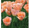 Tulipa Single Early - Apricot Beauty / 7ks v balení
