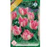 Tulipa - Foxtrot / 6ks v balení