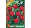 Tulipa - Abba / 6ks v balení