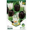 Tulipa Triumph - Black & White / 6ks v balení