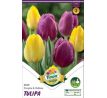 Tulipa Triumph - Purple & Yellow / 6ks v balení