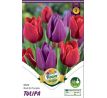 Tulipa Triumph - Red & Purple / 6ks v balení