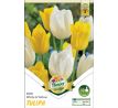 Tulipa Triumph - White & Yellow / 6ks v balení