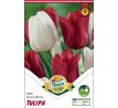 Tulipa Triumph -  Red & White / 10ks v balení